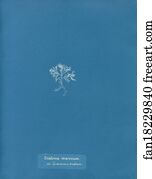 Diatoma marinum, on Ceramium rubrum