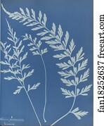 Asplenium praemorsum, Jamaica