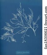 Cystoseira foeniculacea
