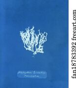 Nitophyllum laceratum ß uncinatum