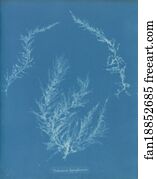 Delesseria hypoglossum