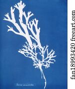Fucus ceranoides