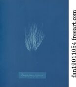 Bangia fusco-purpurea