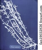 Fucus nodosus
