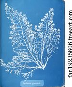 Cystoseira granulata. Cyanotype photogram.