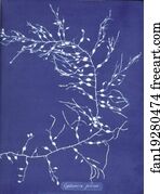 Cystoseira fibrosa