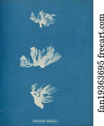 Schizonema Dillwynii
