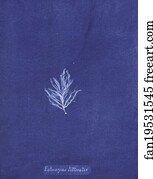 Ectocarpus littoralis