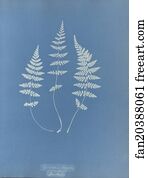 Cystopteris fragilis, British