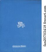 Callithamnion Borreri [loose plate]