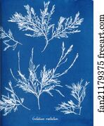 Gelidium rostratum