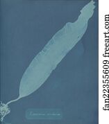 Laminaria saccharina