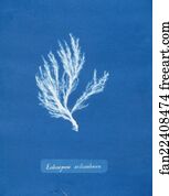 Ectocarpus siliculosus