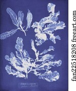 Delesseria sanguinea
