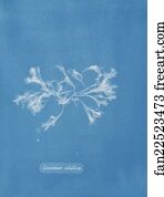 Ceramium ciliatum