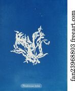 Rhodomenia bifida