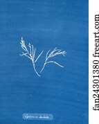 Cystoseira barbata