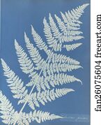 Lastrea focnisecii