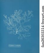 Griffithsia multifida