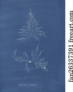 Laurencia dasyphylla
