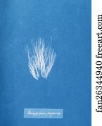 Bangia fusco-purpurea