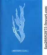 Halymenia ligulata var. ramentacea