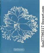 Chylocladia ovalis