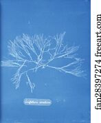 Griffithsia corallina