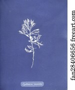 Cystoseira ericoides. Cystoseira tamariscifolia (Hudson) Papenfuss. Cyanotype photogram.