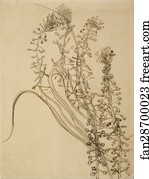 Tassel hyancinth