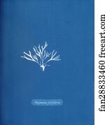 Halymenia furcellaria