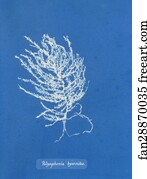Polysiphonia byssoides