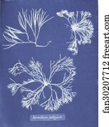 Furcellaria fastigiata