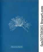 Polysiphonia thuyoides