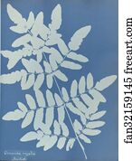 Osmunda regalis, British