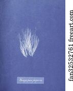 Bangia fusco-purpurea