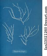 Polysiphonia elongata