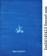 Delesseria hypoglossum