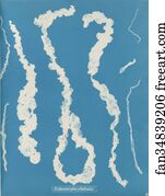 Enteromorpha intestinalis