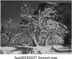 Trees with snow on branches, "Half Dome, Apple Orchard, Yosemite," California. April 1933.  Photographs of National Parks and Monuments, compiled 1941 - 1942, documenting the period ca. 1933 - 1942.