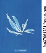 Laminaria phyllitis