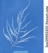 Desmarestia aculeata, young state