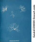 Schizonema helminthosum