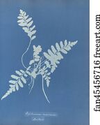 Asplenium marinum, British