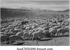 Sheep "Flock in Owens Valley, 1941.".  Photographs of National Parks and Monuments, compiled 1941 - 1942, documenting the period ca. 1933 - 1942.