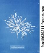 Griffithsia equisetifolia