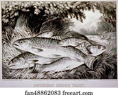 American brook trout. Lithograph