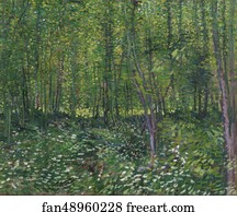Trees and undergrowth