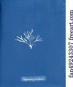 Halymenia furcellaria