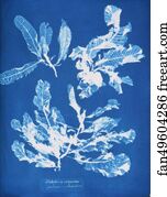 Delesseria sanguinea